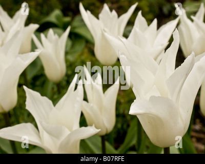 Tulipani bianchi Foto Stock