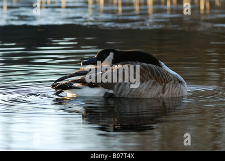 Oca canadese (Branta canadensis) sulle sponde di un lago in Svezia Foto Stock