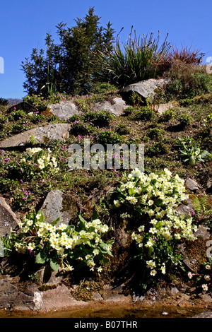 Primule selvatiche che crescono su un ROCKERY. Foto Stock