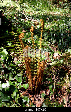 Fronde di felce dispiegarsi in primavera. Foto Stock