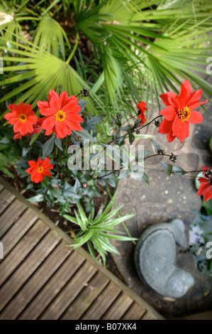 RED DALIE VESCOVO DI LLANDAFF in un giardino tropicale nella PARTE OCCIDENTALE DEL REGNO UNITO Inghilterra con una passerella addobbato e un ventilatore impianto di PALM ALONGSI Foto Stock