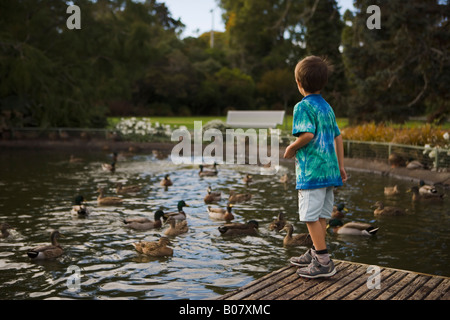 Ragazzo di età compresa tra i sei anni alimenta le anatre Victoria Park di Palmerston North Nuova Zelanda Foto Stock