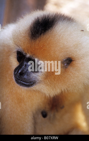 Nero gibbone crestato Cambogia Nomascus concolor Foto Stock