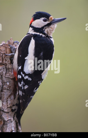 Maschio di Picchio rosso maggiore (Dendrocopos major) sulle rotte ceppo di albero Foto Stock