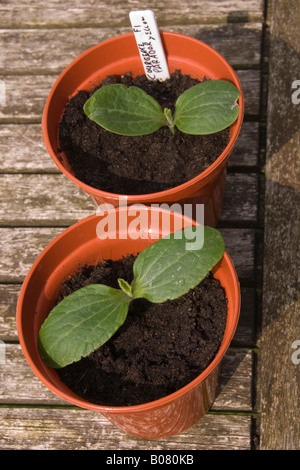 Zucchine giovani piante in vaso nome di varietà ParadorF1 Foto Stock