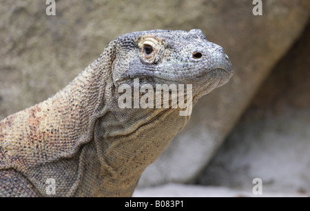 Testa di drago di Komodo Foto Stock