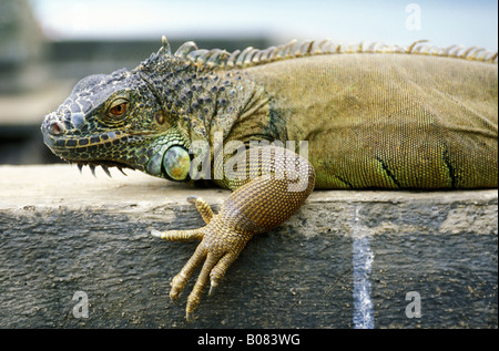 Iguana strisciando sulla parete di cemento Foto Stock