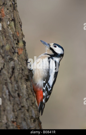 Femmina di Picchio rosso maggiore (Dendrocopos major) rampicante Foto Stock