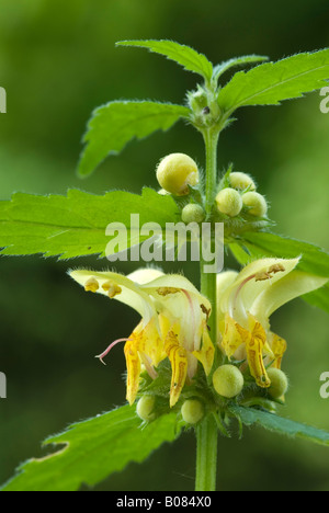 Giallo arcangelo, Golden Deadnettle, donnole muso (Lamium galeobdolon, Galeobdolon luteum), fioritura Foto Stock