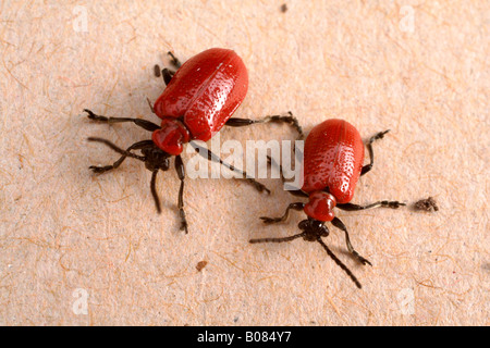 Giglio rosso BEETLE Lilioceris lilii Foto Stock