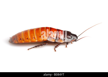 Madagascar scarafaggio sibilante (Gromphadorhina portentosa) Foto Stock