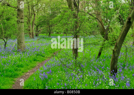 Signora legno, Upwood, Cambridgeshire England Regno Unito Foto Stock