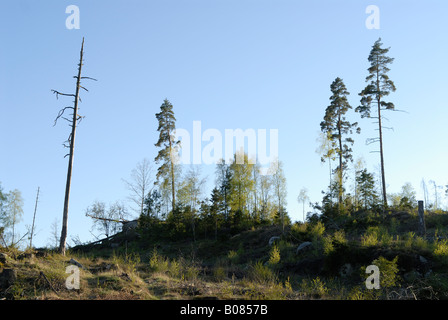 Chiara-area di taglio in Svezia Foto Stock