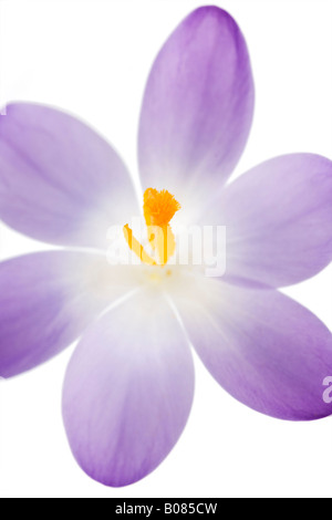 Crocus tommasinianus fiori su sfondo bianco Foto Stock