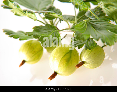 Gruene Stachelbeere, uva spina verde Foto Stock