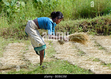 La donna lavora in una risaia campo. Warli tribe, Thane, Maharashtra, India Foto Stock