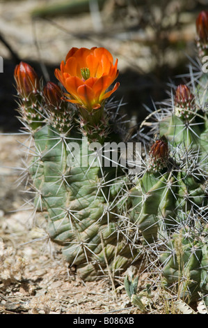 Claret cup Cactus Echinocereus triglochidiatus Cactaceae Foto Stock