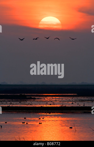 Tramonto in California s Pacific Flyway nella zona centrale di San Joaquin Valley a La Merced National Wildlife Refuge Foto Stock