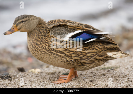 Femmina di germano reale (Anas platyrhynchos) permanente sulla riva sabbiosa Foto Stock