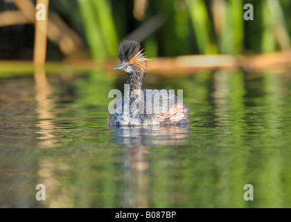 Eared Grebe (noto anche come un collo nero svasso in Europa) Foto Stock
