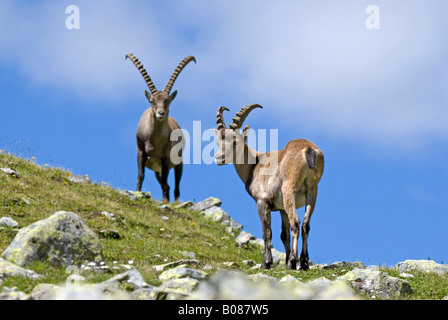 Stambecco delle Alpi (Capra ibex), vecchio e giovane maschio in piedi su un prato di montagna Foto Stock