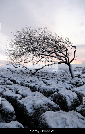 Un vento Albero scolpito su strade coperte di neve pavimentazione di pietra calcarea in Early Morning Light Foto Stock