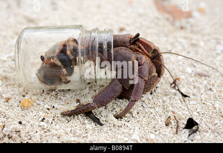 Il granchio eremita terrestre, Coenobita, è in grado di rimanere fuori dall'acqua per lunghi periodi, ma riproduce sott'acqua. Indossare un vaso di vetro scartato Foto Stock