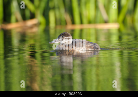 Femmine di anatra rossiccio Foto Stock