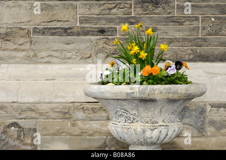 Fiore decorativo pot muro di pietra sullo sfondo Foto Stock