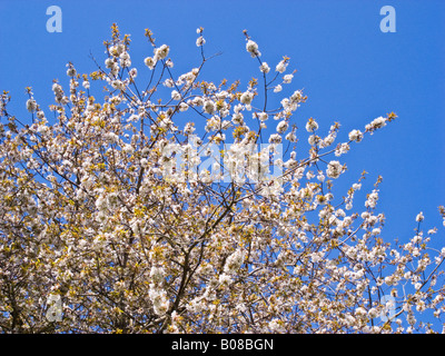 Fiori bianchi di ciliegio selvatico tree contro un skyb blu Foto Stock