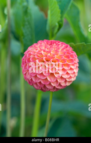 DAHLIA WILLS RINGWOOD ROSIE Foto Stock