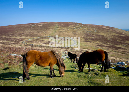 Dartmoor pony pascolando da resti di pietra cerchiata villaggio preistorico Grimspound Dartmoor Devon England Foto Stock