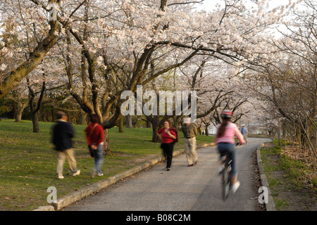 Persone in un parco con ciliegi in fiore in primavera Foto Stock