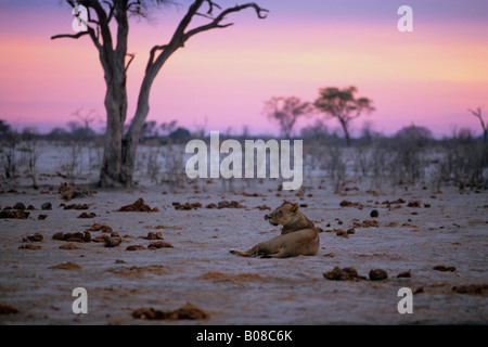 Lion Panthera leo femmina alla sunrise nel Savuti Chobe National Park Botswana Foto Stock