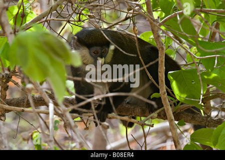 Red-tailed scimmia o Black-Checked bianco-scimmia dal naso(Cercopithecus Ascanius), flusso di Gombe. Parco Nazionale, Tanzania Africa Foto Stock