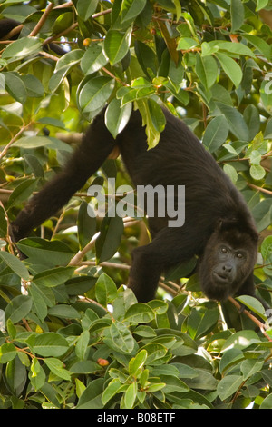 Nero scimmia urlatrice (Alouatta caraya) nella struttura ad albero, Monkey River, Stann Creek District, Belize, America Centrale Foto Stock