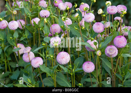 DAHLIA RHONDA SUZANNE Foto Stock