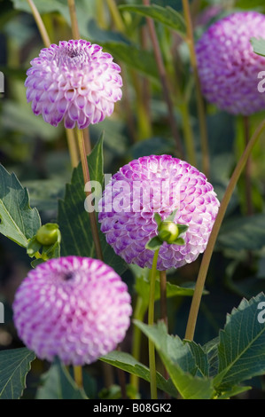 DAHLIA RHONDA SUZANNE Foto Stock