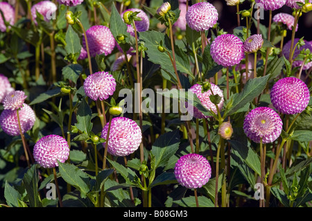 DAHLIA RHONDA SUZANNE Foto Stock