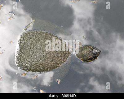 Giant South American river turtle (Podocnemis expansa) tortuga arrau Foto Stock