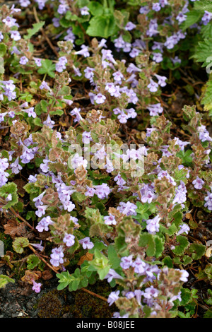 GLECHOMA HEDERACEA O MASSA IVY a fine aprile Foto Stock