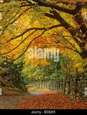 Via attraverso il Legno di autunno, sopra Grasmere, Parco Nazionale del Distretto dei Laghi, Cumbria, Regno Unito. Faggi percorso a sbalzo. Foto Stock