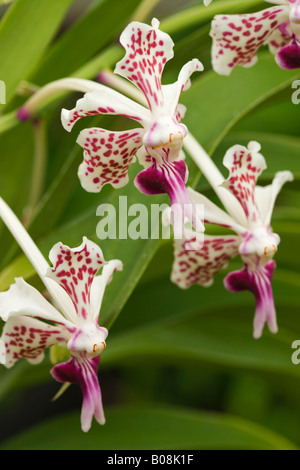 Vanda tricolore var. suavis. Coltivate in serra orchidea. Foto Stock