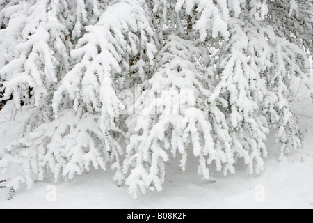 Neve su albero di Yew rami. Surrey, Regno Unito Foto Stock