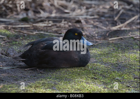 Nuova Zelanda Scaup (Aythya novaeseelandiae) in appoggio a Martin Mere Wildfowl and Wetlands Trust Wigan Greater Manchester Lancashire Regno Unito Aprile Foto Stock