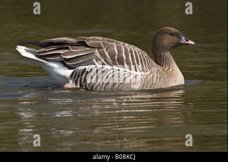 Bean Goose (Anser fabalis) poggiante su acqua Martin Mere Wildfowl and Wetlands Trust Wigan Greater Manchester Lancashire Regno Unito Aprile Foto Stock