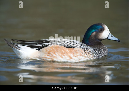 Chiloe Wigeon Anas sibilatrix maschio adulto su acqua Martin Mere Wildfowl and Wetlands Trust Wigan Greater Manchester Lancashire Regno Unito Aprile Foto Stock