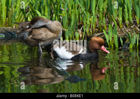 Rosso-crested Pochard (Netta rufina) Coppia adulta, riposo, Martin Mere Wildfowl and Wetlands Trust Wigan Greater Manchester Lancashire Regno Unito Aprile. Foto Stock