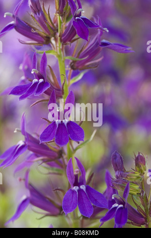 LOBELIA X SPECIOSA VEDRARIENSIS Foto Stock