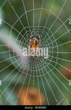 ARANEUS DIADEMATUS GIARDINO SPIDER Foto Stock